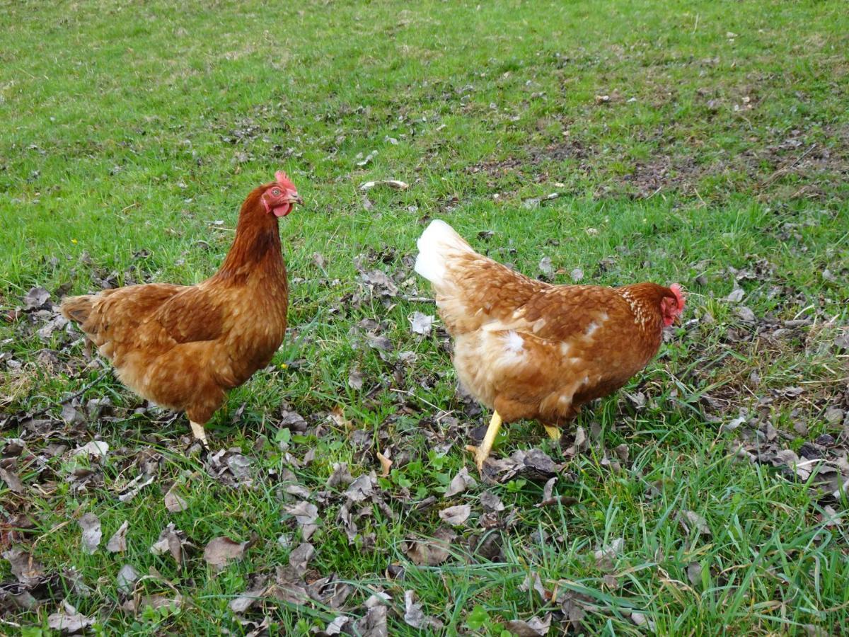 Biohof Schwanser Steinbach am Attersee Zewnętrze zdjęcie