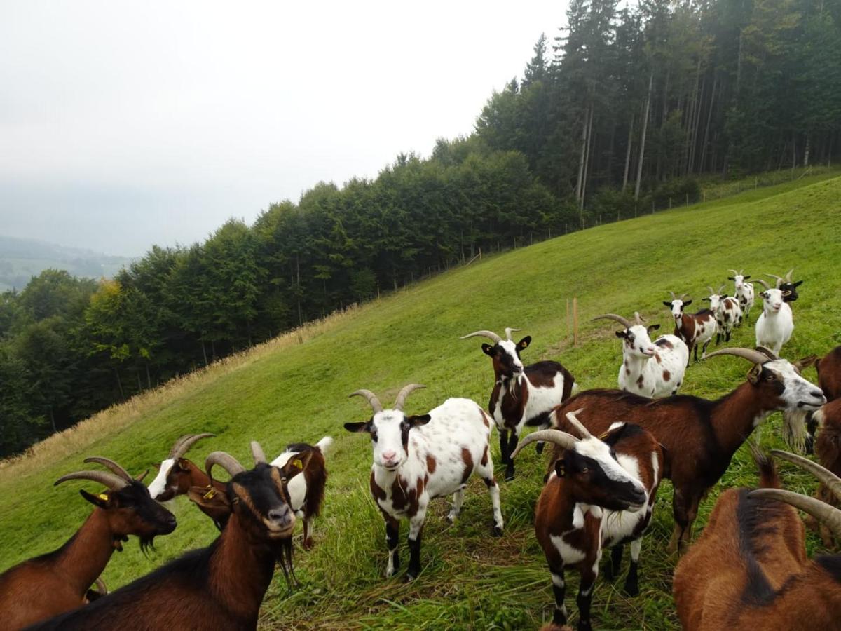 Biohof Schwanser Steinbach am Attersee Zewnętrze zdjęcie