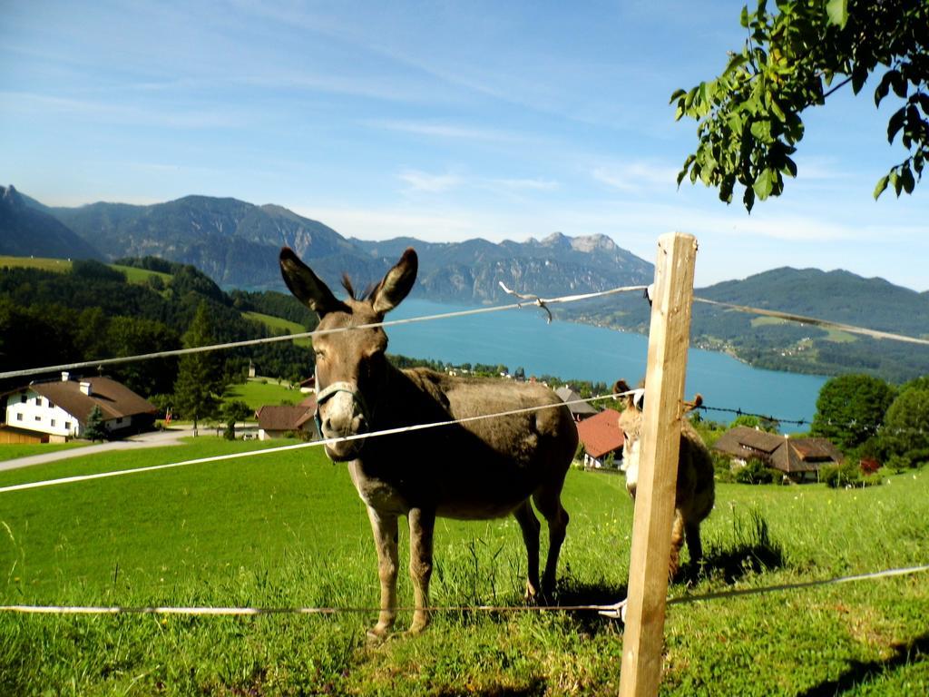 Biohof Schwanser Steinbach am Attersee Zewnętrze zdjęcie