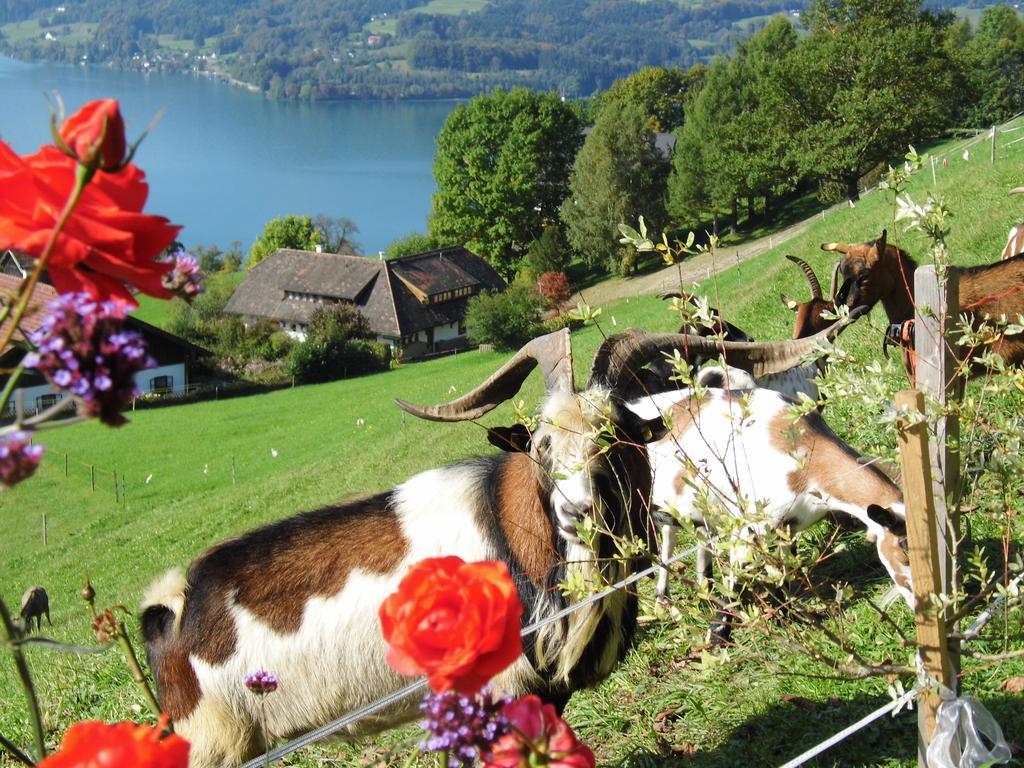 Biohof Schwanser Steinbach am Attersee Zewnętrze zdjęcie