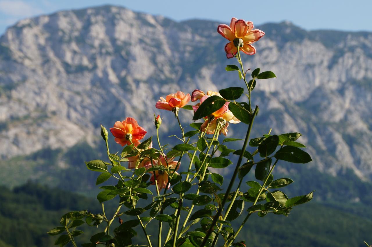 Biohof Schwanser Steinbach am Attersee Zewnętrze zdjęcie